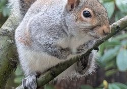 photo of a squirrel on a branch